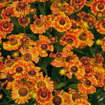 Helenium autumnale ''Fuego'' (Sneezeweed) - Mariachi™ Fuego