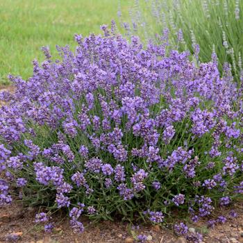 Lavandula angustifolia - 'Essence Purple' English Lavender