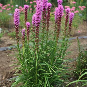 Liatris spicata ''Kobold'' (Blazing Star) - Kobold Blazing Star