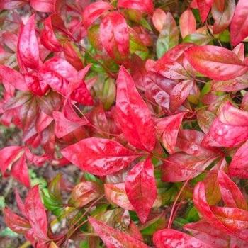 Nandina domestica ''Firepower'' (Heavenly Bamboo) - Firepower Heavenly Bamboo