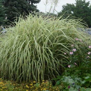 Miscanthus sinensis ''Dixieland'' (Maiden Grass) - Dixieland Maiden Grass