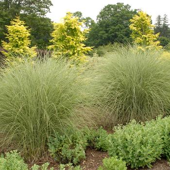 Miscanthus sinensis ''Morning Light'' (Maiden Grass) - Morning Light Maiden Grass