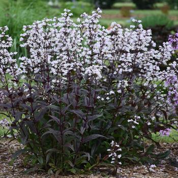 Penstemon - 'Onyx and Pearls'