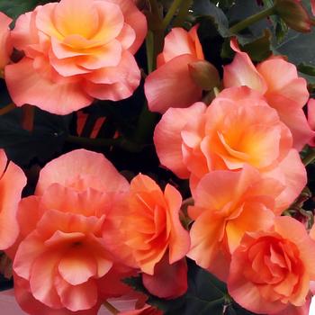 Begonia x hiemalis ''Apricot'' (Rieger Begonia) - Solenia® Apricot