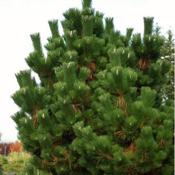 Picea thunbergii ''Thunderhead'' (Japanese Black Pine) - Thunderhead Japanese Black Pine