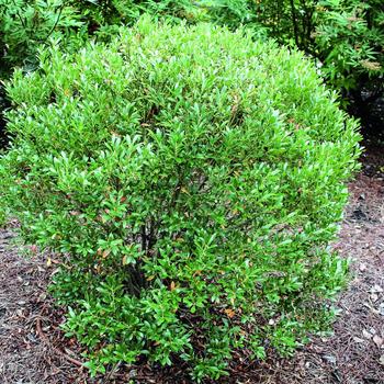 Ilex glabra ''Shamrock'' (Inkberry) - Shamrock Inkberry