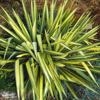 Yucca filamentosa ''Color Guard'' (Adam''s Needle) - Color Guard Adam''s Needle
