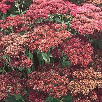 Sedum spectabile ''Autumn Joy'' (Stonecrop) - Autumn Joy Stonecrop
