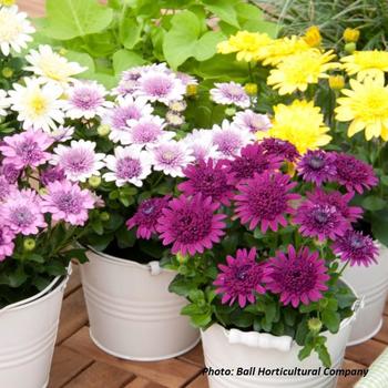 Osteospermum - African Daisy