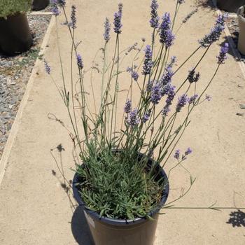 Lavandula x intermedia ''Provence'' (Provence French Lavender) - Provence Provence French Lavender