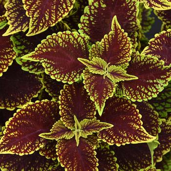 Solenostemon scutellarioides ''UF04512'' (Coleus) - Coleosaurus Coleus