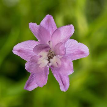 Delphinium elatum - Delphina™ 'Pink White Bee'