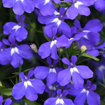 Lobelia ''Blue'' (Lobelia) - Early Springs™ Blue