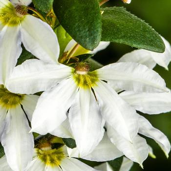 Scaevola aemula ''White'' (Fan Flower) - Bombay® White