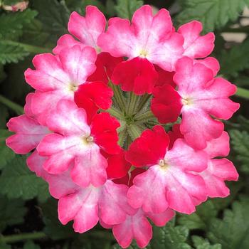 Verbena - Lanai® Twister™ 'Hot Lips'