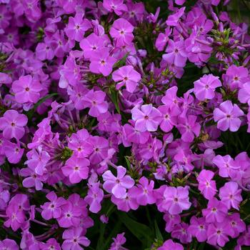 Phlox ''Opening Act Romance'' (Garden Phlox) - Opening Act Romance Garden Phlox