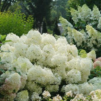 Hydrangea paniculata ''NCHP1'' PPAF, Can PBRAF - Puffer Fish™ 