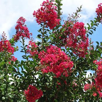 Lagerstroemia indica x fauriei - 'Tonto' Crape Myrtle