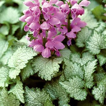 Lamium maculatum ''Orchid Frost'' (Dead Nettle) - Orchid Frost Dead Nettle