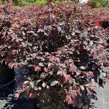 Loropetalum chinense var. rubrum ''Daruma'' (Chinese Fringeflower) - Daruma Chinese Fringeflower