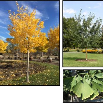 Ginkgo biloba (Ginkgo) - Ginkgo