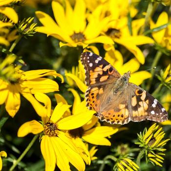 Helianthus salicifolius - 'Autumn Gold' Willowleaf Sunflower