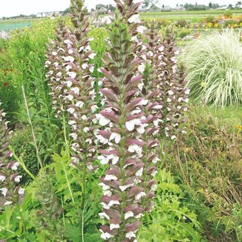 Acanthus spinosus x mollis ''Morning Candle'' (Bear''s Breeches) - Morning Candle Bear''s Breeches