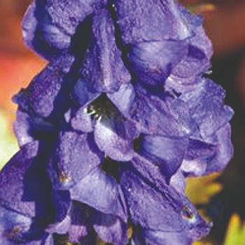 Aconitum carmichaelii ''Arendsii'' (Monkshood) - Arendsii Monkshood