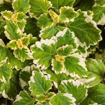 Plectranthus coleoides ''Variegata'' (Swedish Ivy) - Variegata Swedish Ivy