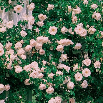Rosa - 'New Dawn' Rose