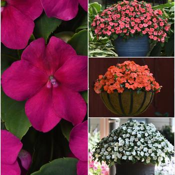 Impatiens walleriana - Beacon™ 'Series'