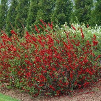 Chaenomeles speciosa ''Scarlet Storm'' PP 20,951 (Quince) - Double Take® Scarlet