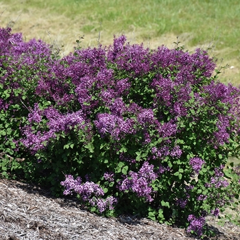 Syringa ''SMSJBP7'' PP26549, Can 5076 (Reblooming Lilac) - Bloomerang® Dark Purple