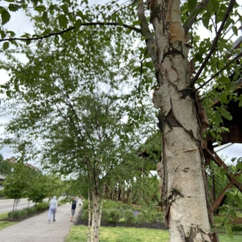 Betula nigra (River Birch) - River Birch