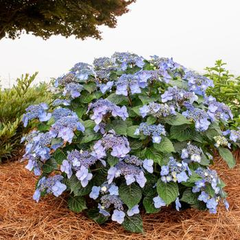 Hydrangea macrophylla 'Bailmacsix' PP33703 - Pop Star® Bigleaf Hydrangea