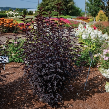 Physocarpus opulifolius PP30820, CPBRAF - Panther® Ninebark