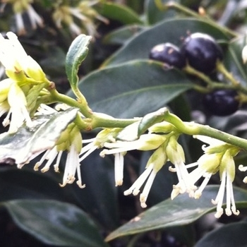 Sarcococca confusa (Sweet Box) - Sweet Box