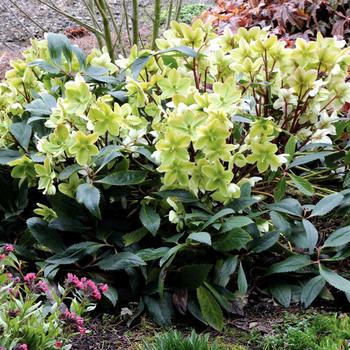 Helleborus x nigercors - ''Honeyhill Joy'' Lenten Rose