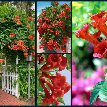 Campsis radicans ''Monbal'' (Trumpet Vine) - Balboa Sunset® Trumpet Vine