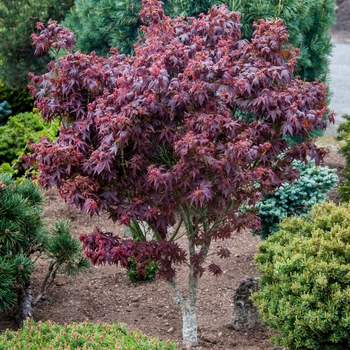 Acer palmatum ''Kurenai Jishi'' (Japanese Maple) - Kurenai Jishi Japanese Maple