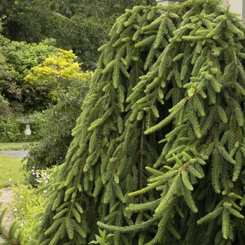 Picea abies ''Aarburg'' (Weeping Norway Spruce) - Aarburg Weeping Norway Spruce