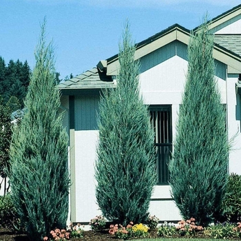 Juniperus scopulorum ''Skyrocket'' (Juniper) - Skyrocket Juniper
