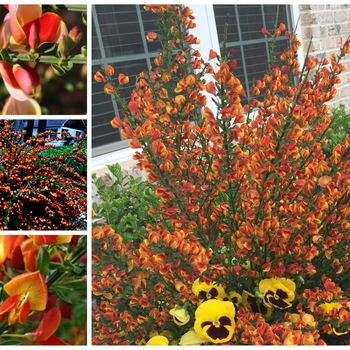 Cytisus scoparius ''Lena'' (Scotch Broom) - Lena Scotch Broom