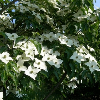 Cornus kousa ''National'' (Chinese Dogwood) - National Chinese Dogwood