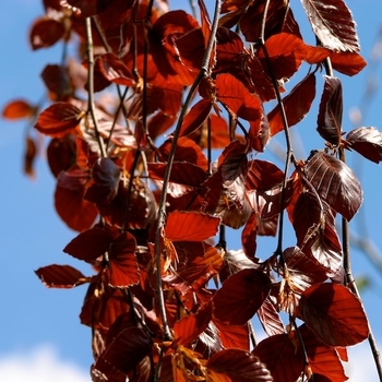 Fagus sylvatica ''Purpurea Pendula'' (Weeping Purple Beech) - Purpurea Pendula Weeping Purple Beech