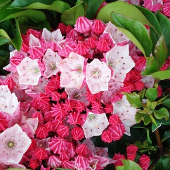 Kalmia latifolia ''Raspberry Glow'' (Mountain Laurel) - Raspberry Glow Mountain Laurel