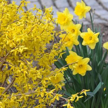 Forsythia x intermedia ''Kolgold'' - Magical® Gold 