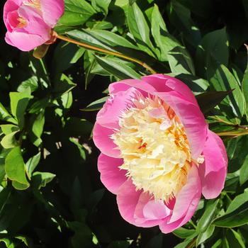 Paeonia lactiflora - ''Bowl of Beauty'' Peony