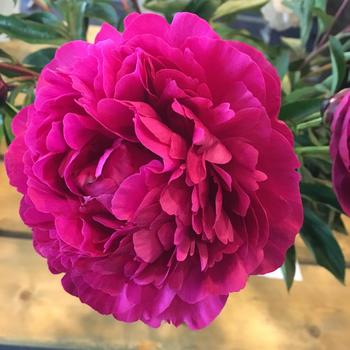 Paeonia lactiflora - ''Kansas'' Peony