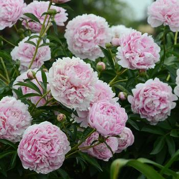 Paeonia lactiflora - ''Sarah Bernhardt'' Peony